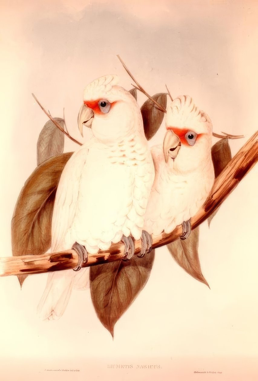 LICMETIS av H.C. Richter