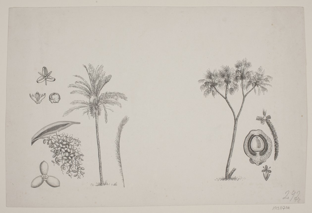 Botanisk blad fra Schouws skrifter av H. C. Henneberg