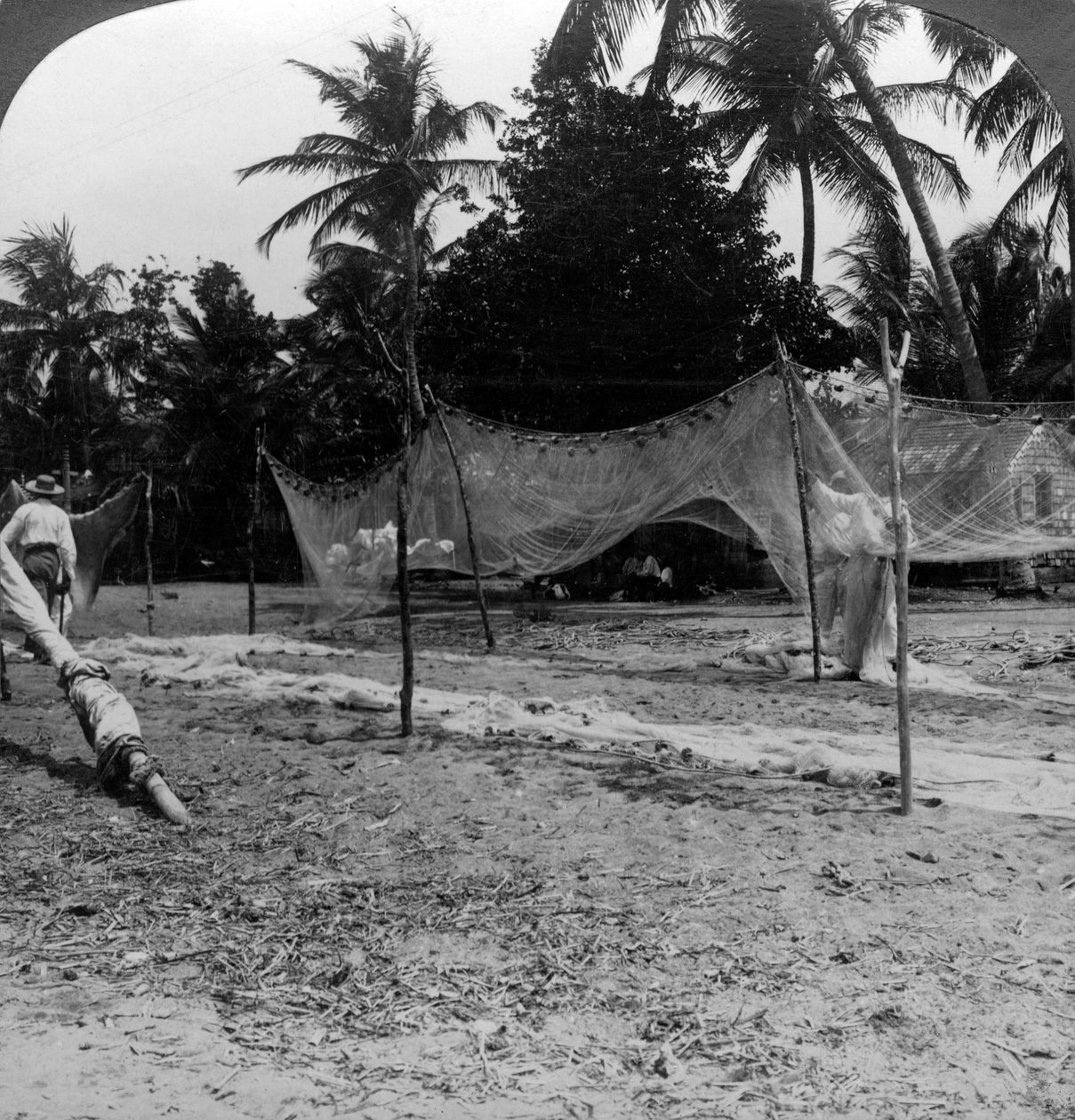 Fiskere tørker garnene sine på stranden, Basseterre, St Christopher, Vestindia. av H. C. White