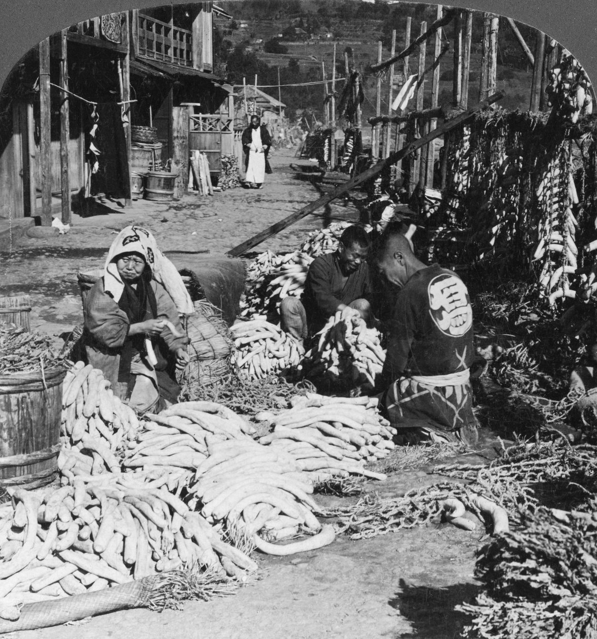 Sortering og pakking av daikon japanske reddiker ved vannkanten, Atami, Japan, 1906 av H. C. White