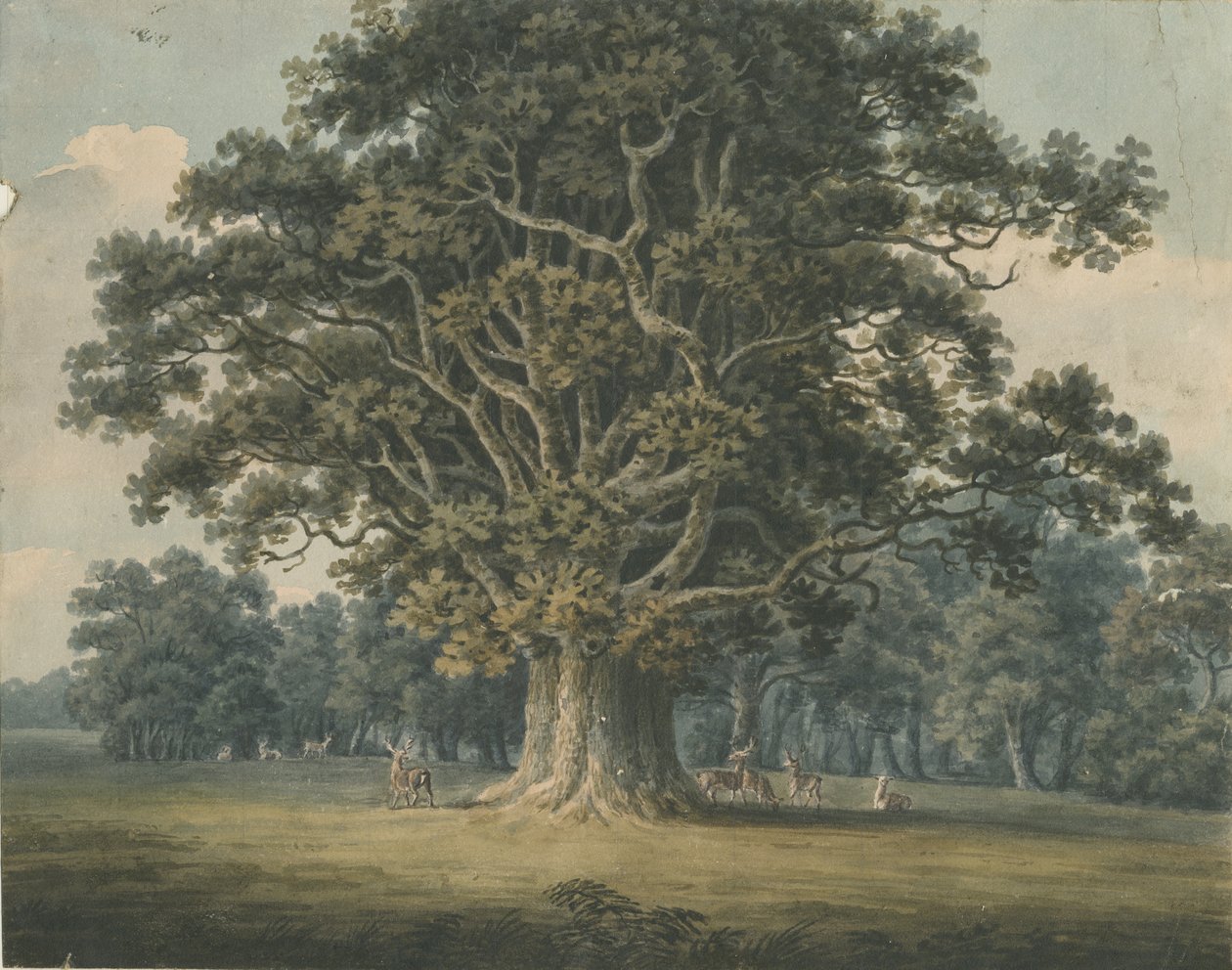 Needwood - Swipcar Oak: akvarellmaling, og [?tidlig 1800-tall] av H Moore