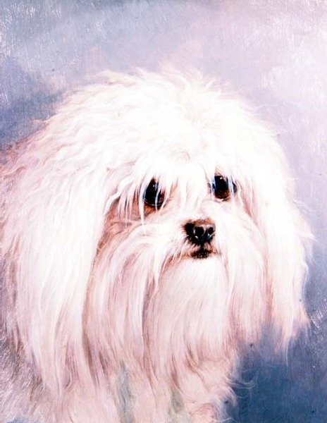 Maltesisk terrier (panel) av H. Morley Park