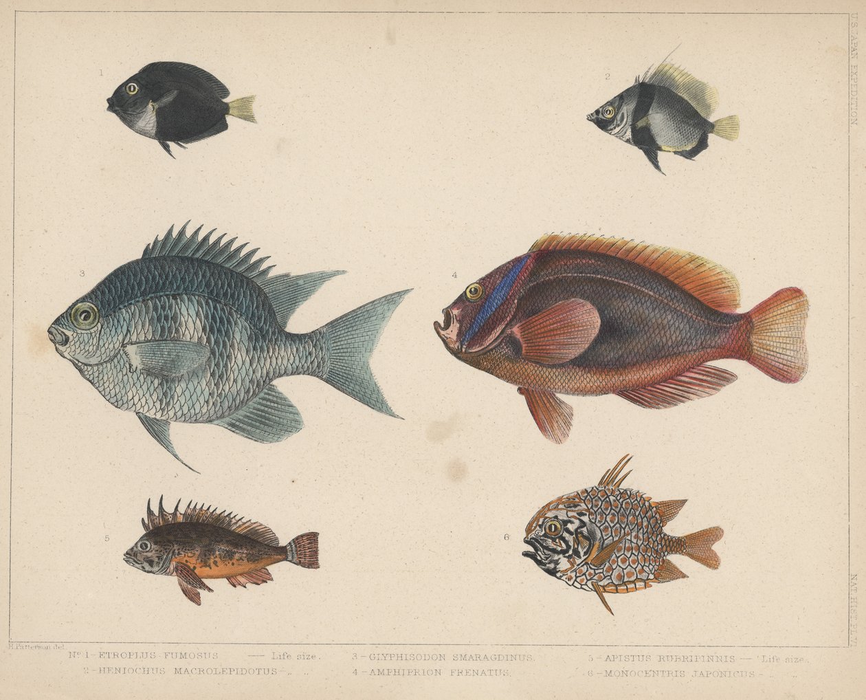 1. Etroplus Fumosus, 2. Heniochus Macrolepidotus, 3. Glyphisodon Smaragdinus, 4. Amphiprion Frenatus, 5. Apistus Rubrippinis, 6. Monocentris Japonicus av H. Patterson
