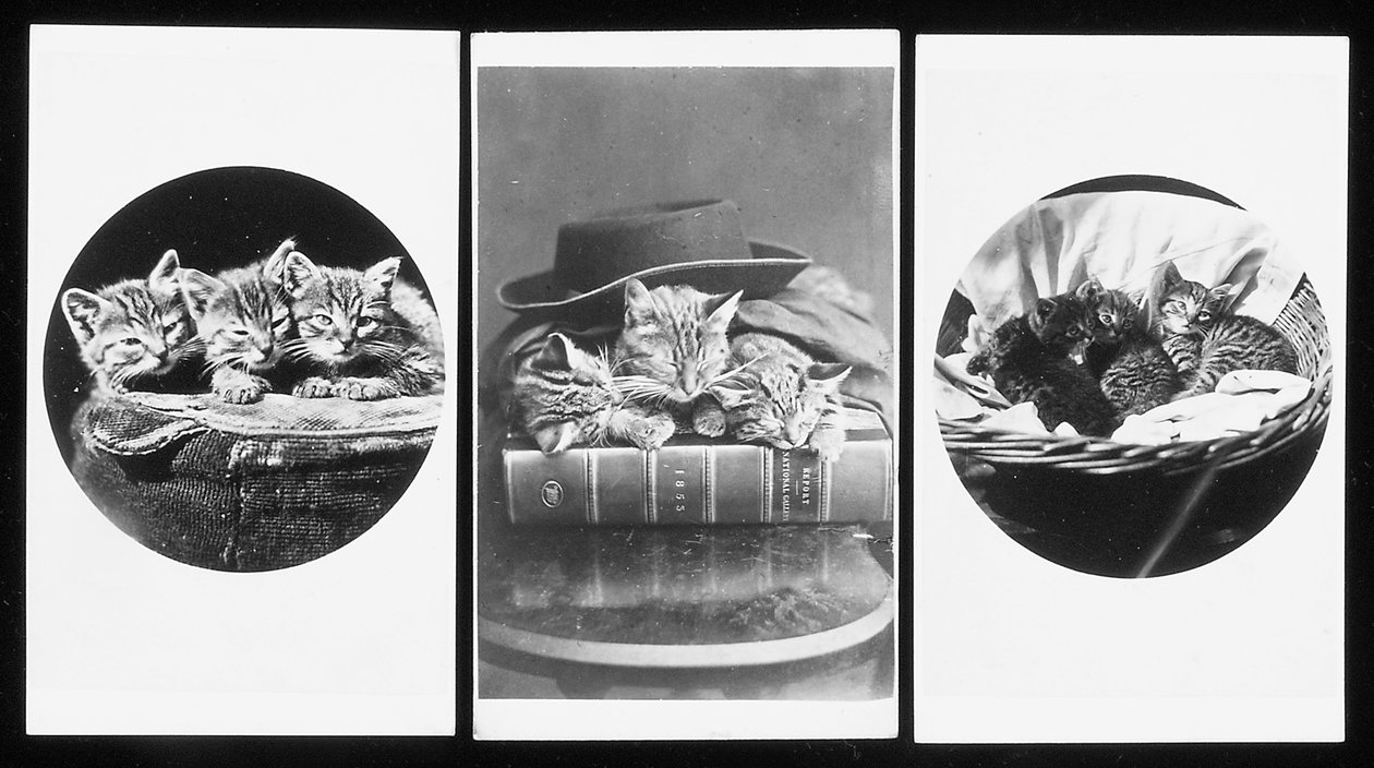 The Brighton Cats, visittkort, 1860-tallet av H. Pointer
