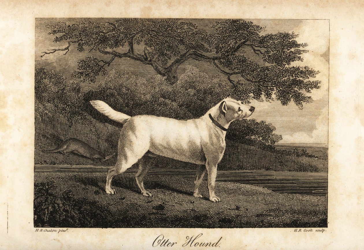Portrett av den siste gjenværende Otter Hound i Storbritannia i 1812, eid av Hon av H. R. Cook