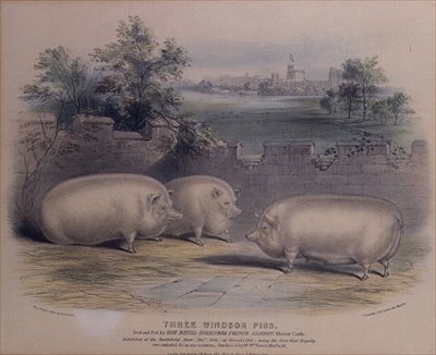 Tre premiegriser oppdrettet av Prince Albert på Windsor Castle,(gravert av H. Stafford (fl.1829) 1843 av H. Strafford