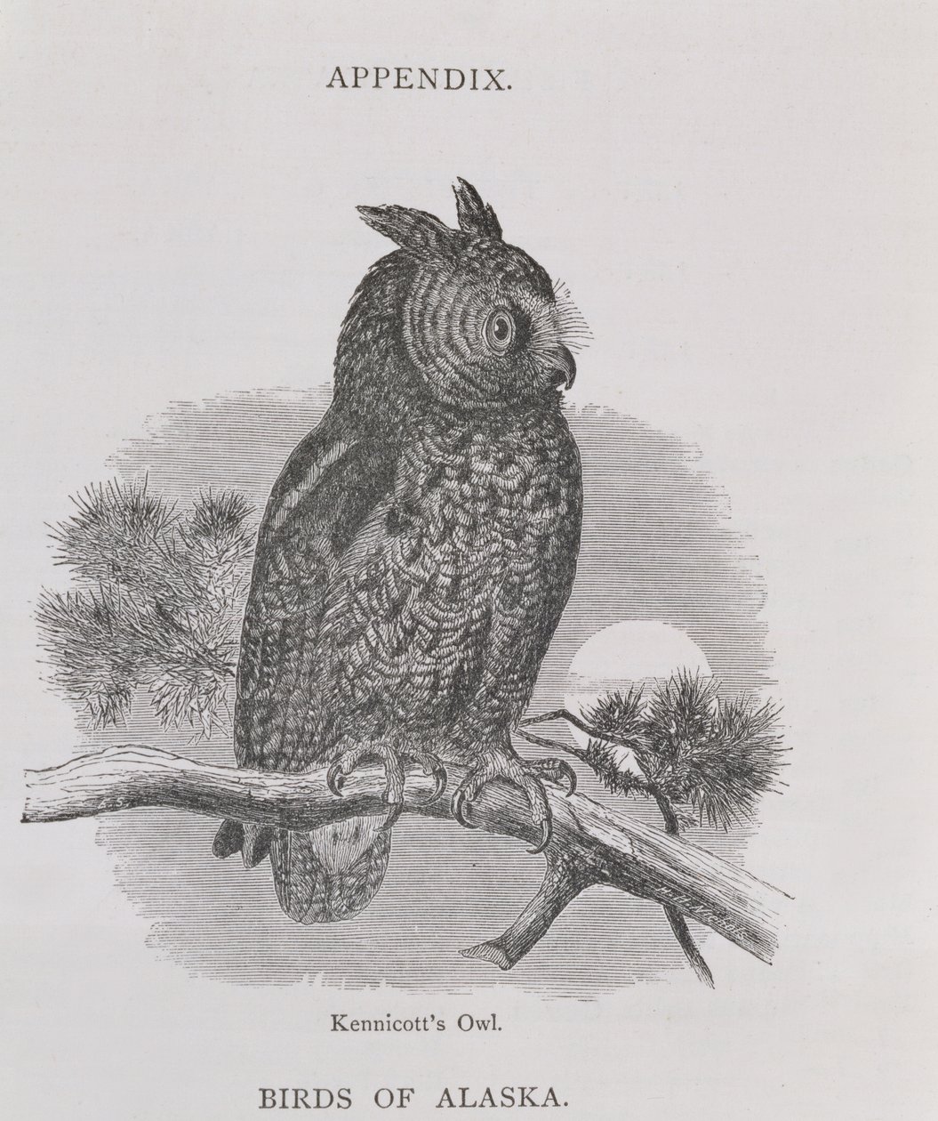 Kennicotts Owl, fra Alaska og dets ressurser, av William H. Dall, gravert av HH Nicholls, pub. 1870 av H. W., Elliot