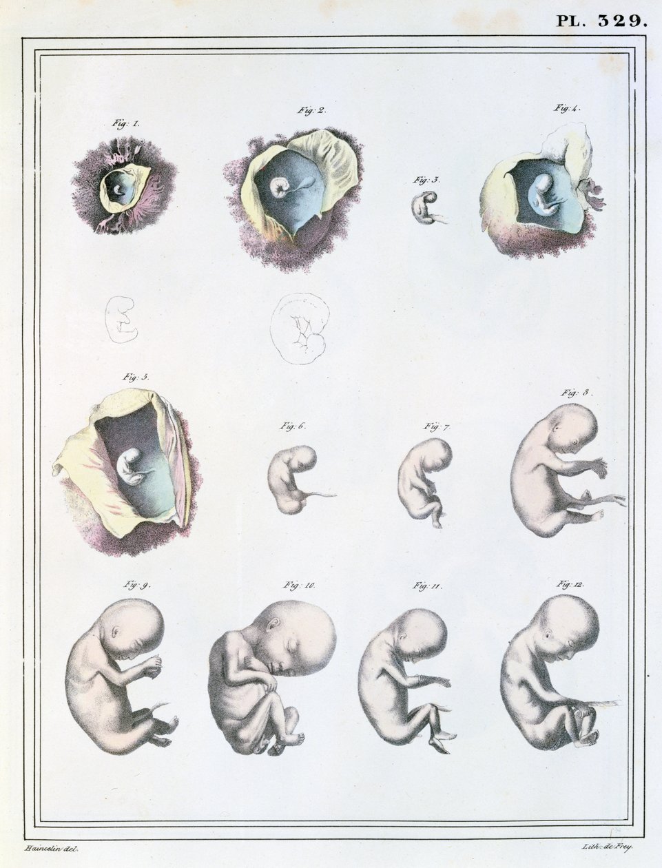 Diagram som viser stadier av embryonal utvikling, fra 
