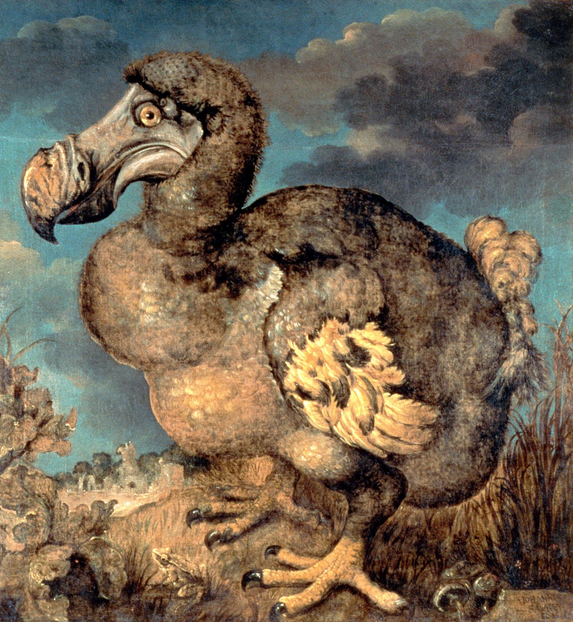 The Dodo, 1651 av Hans I Savery