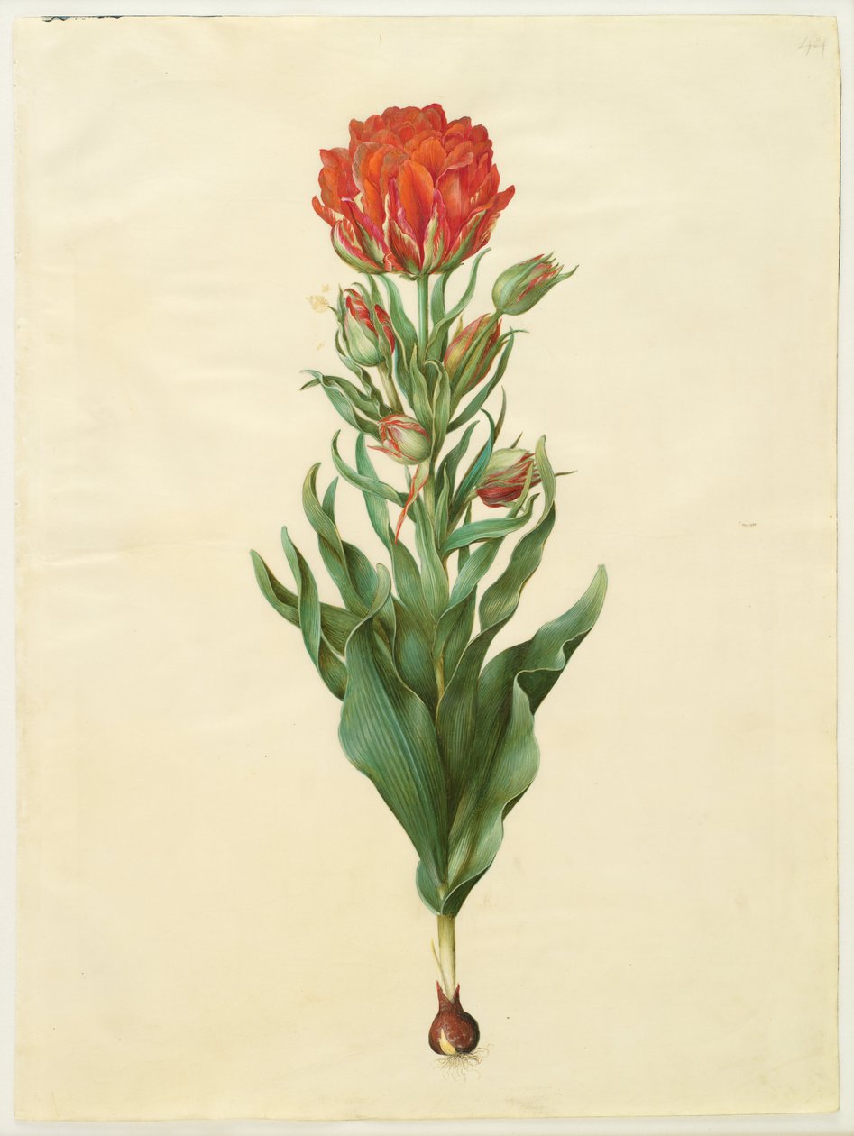 Tulipa gesneriana av Hans Simon Holtzbecker