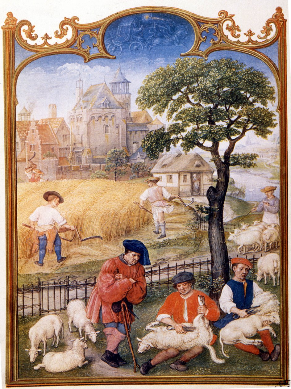 Feltarbeid, klipping av sauer og bønder klipper hvete. Miniatyrbilde tildelt Memling. Plate hentet fra Breviaire Grimani på 1400-tallet. Biblioteca Marciana, vene. av Hans (attr.to) Memling