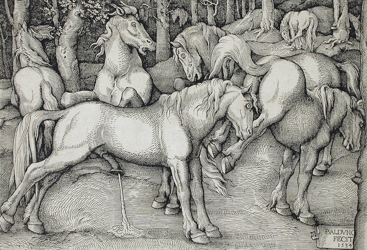 Hingst og sparkende hoppe midt i en flokk ville hester i skogen av Hans Baldung Grien