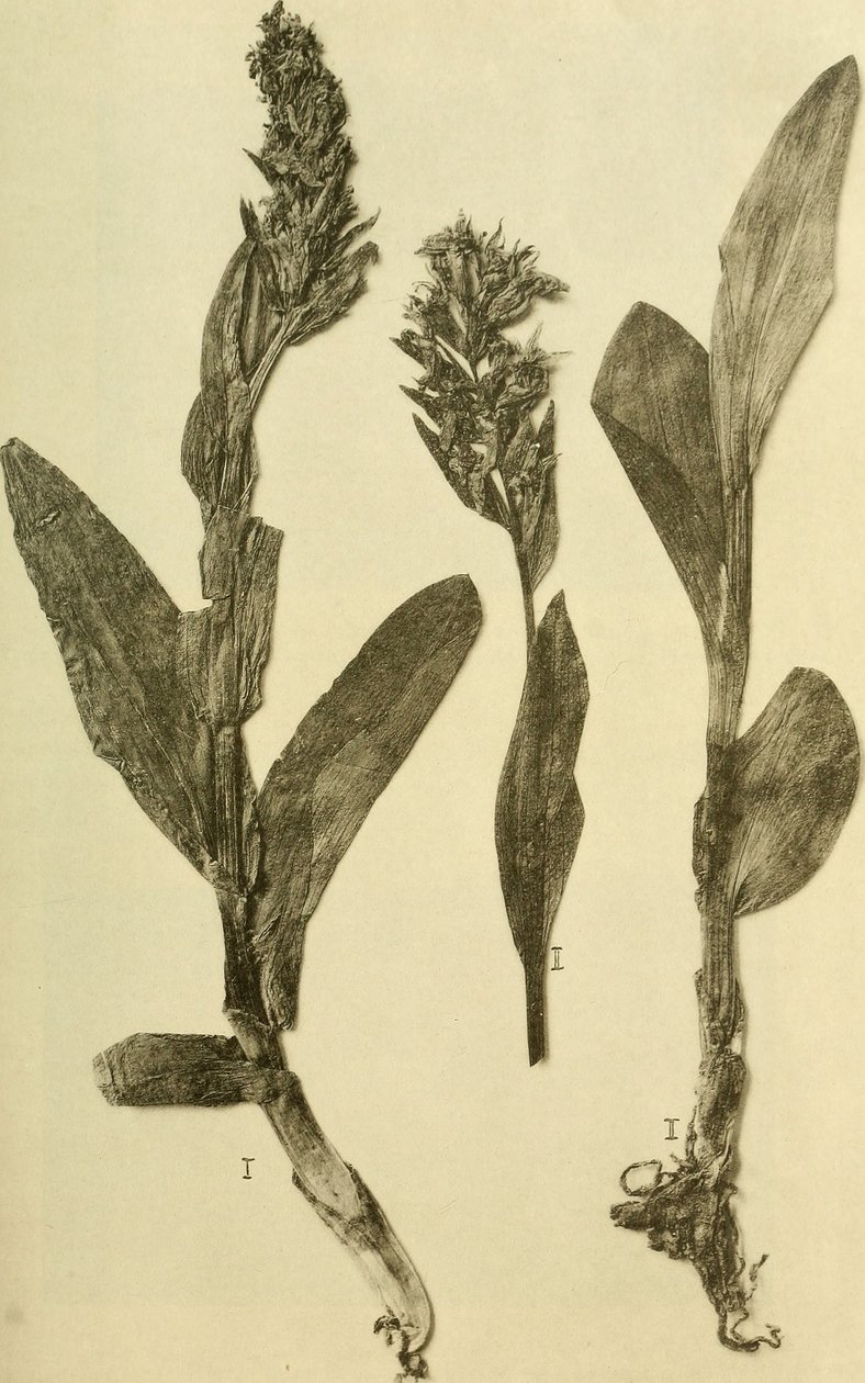 Annaler fra det keiserlige og kongelige naturhistoriske hoffmuseet (1914) (18196503932) av Hans Fleischmann