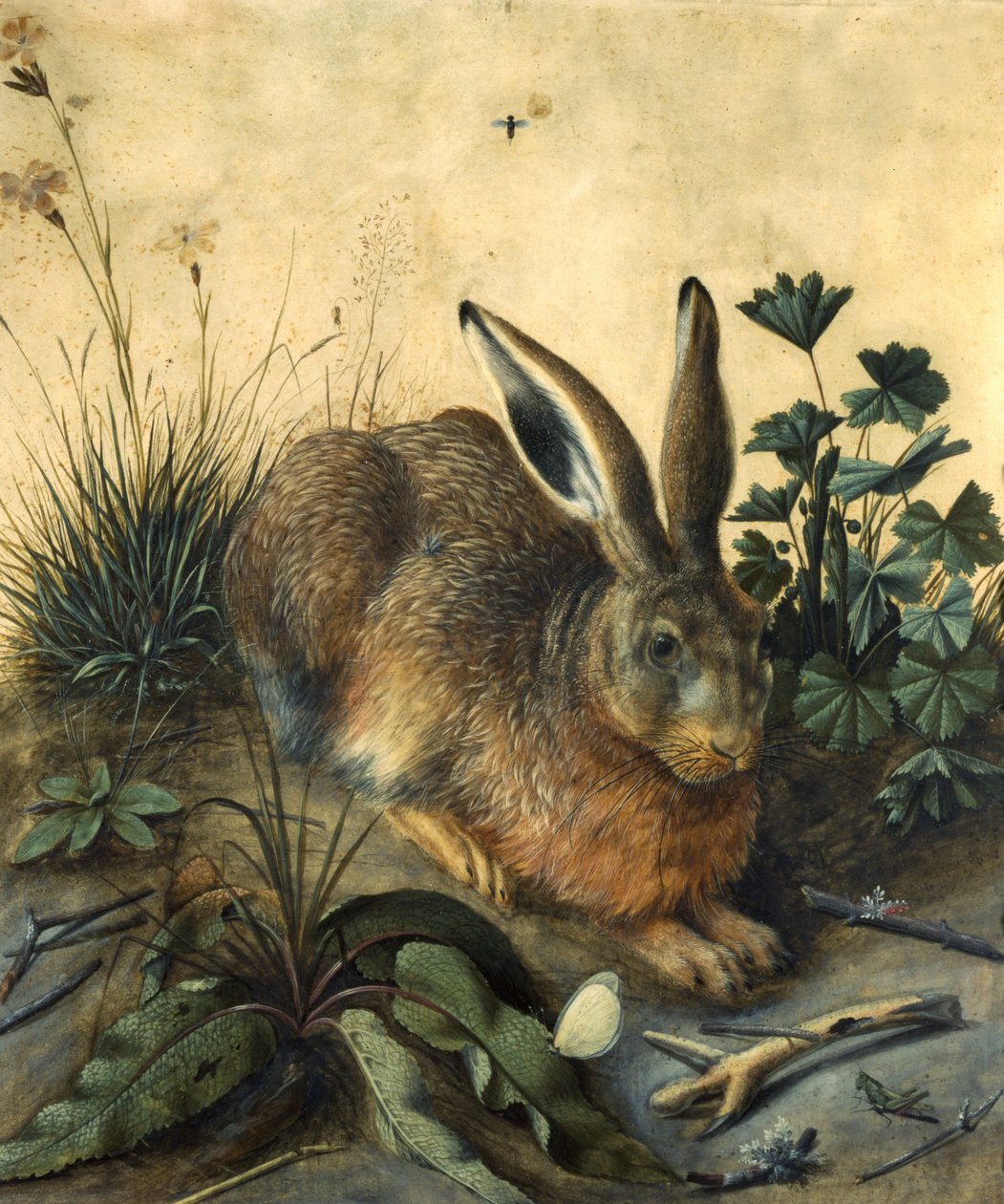 Hare av Hans Hoffmann