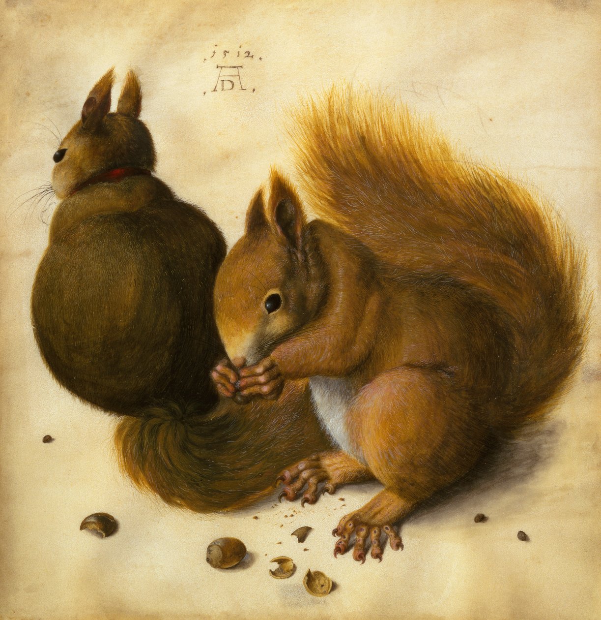 To ekorn, ett spiser en hasselnøtt (svart kritt, akvarell og kroppsfarge på vellum) av Hans Hoffmann