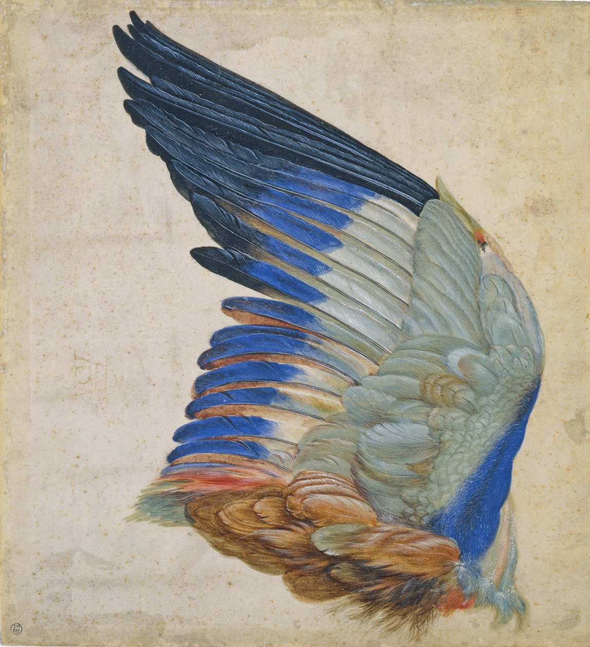 Wing of a Blue Roller, kopi av en original av Albrecht Durer fra 1512 av Hans Hoffmann