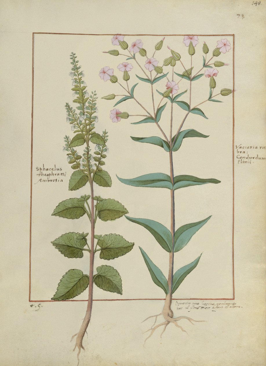 Fru Fr. Fv VI #1 fol.148r Illustrasjon fra Book of Simple Medicines av Mattheaus Platearius (d.c.1161) c.1470 av Hans Sichelbein Sichelbein