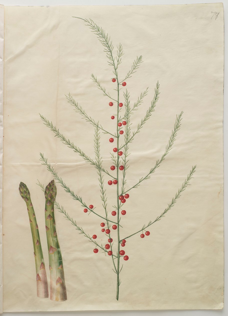 Asparagus officinalis fra albumet Gottorfer Codex, ca. 1650 (gouache på pergament) av Hans Simon Holtzbecher