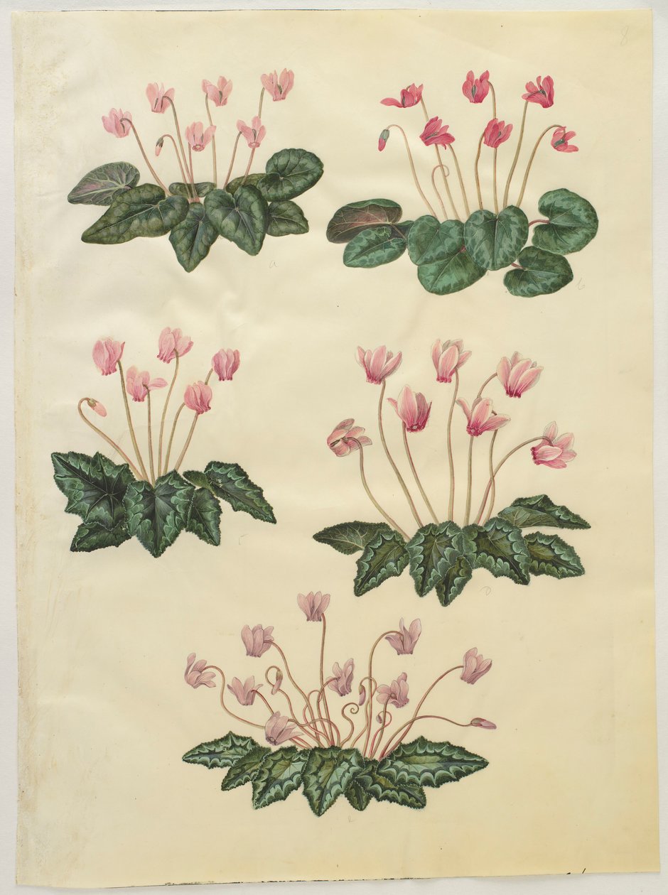 Cyclamen purprascens fra albumet Gottorfer Codex, ca. 1650 (gouache på pergament) av Hans Simon Holtzbecher
