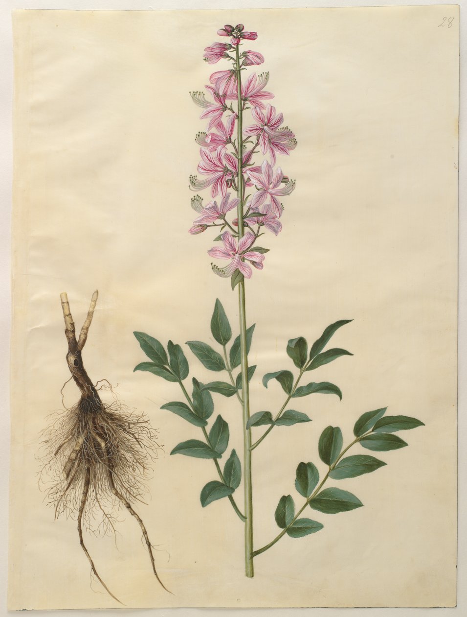 Dictamnus albus fra albumet Gottorfer Codex, ca. 1650 (gouache på pergament) av Hans Simon Holtzbecher