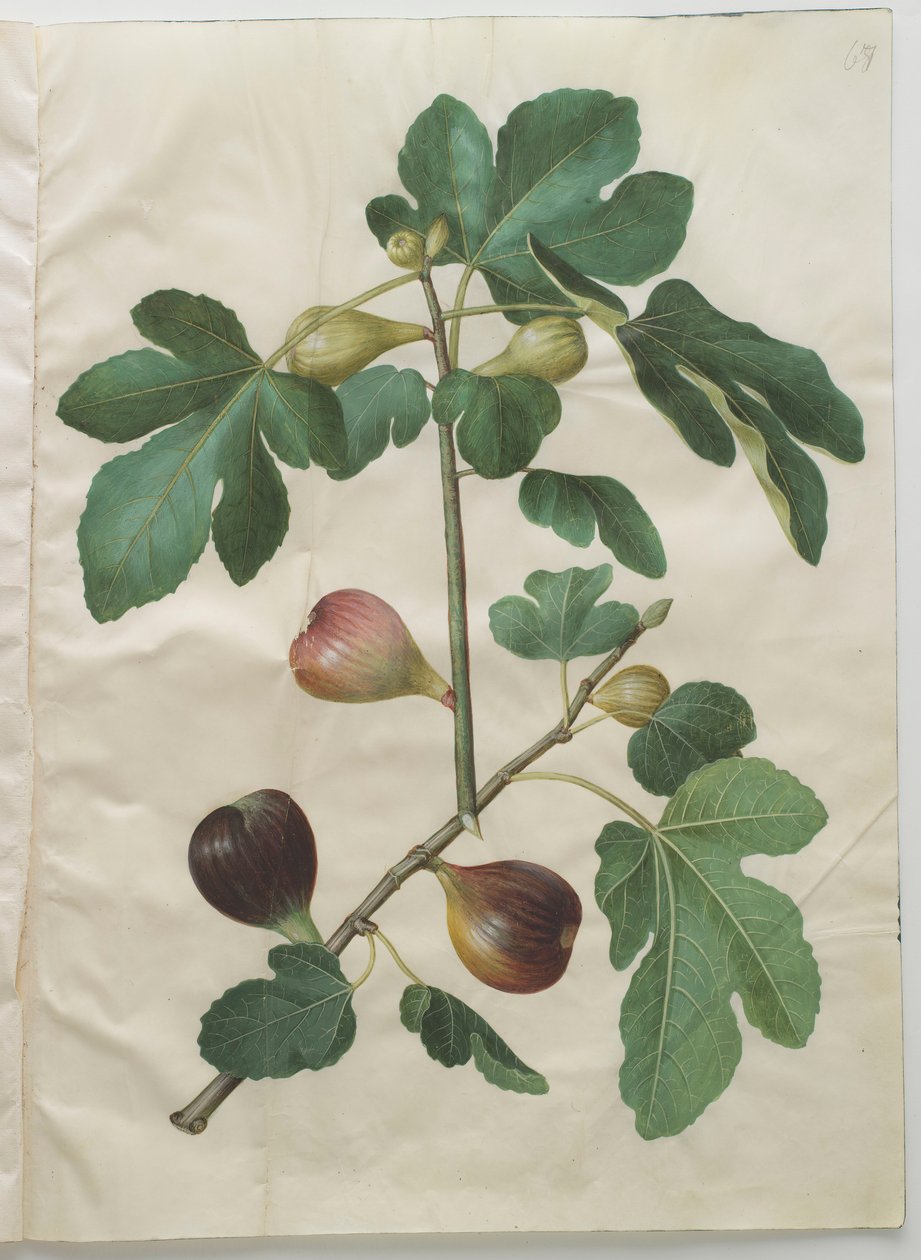 Ficus carica fra albumet Gottorfer Codex, ca. 1650 (gouache på pergament) av Hans Simon Holtzbecher