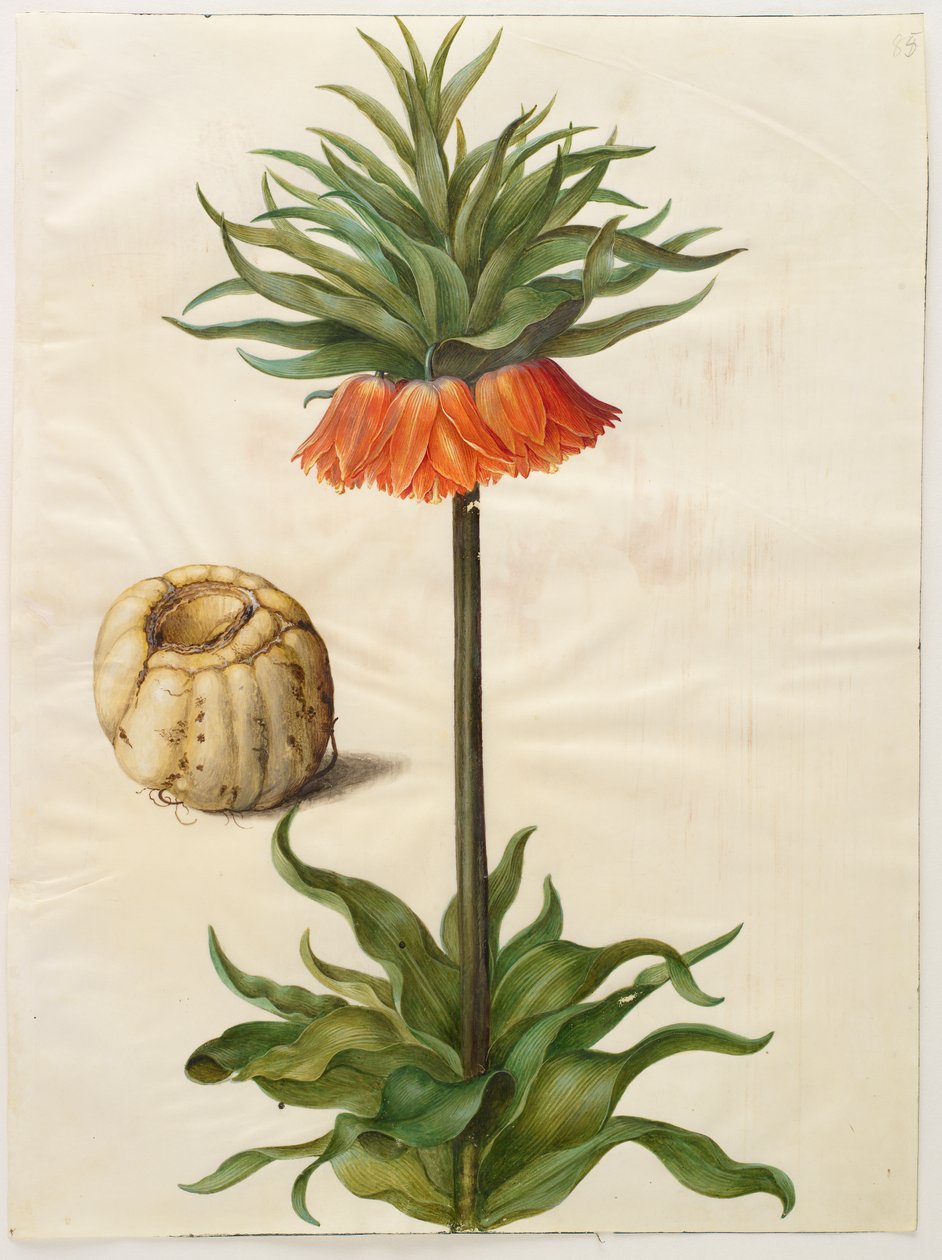 Fritillaria imperialis fra albumet Gottorf Codex, ca. 1650 (gouache på pergament) av Hans Simon Holtzbecher