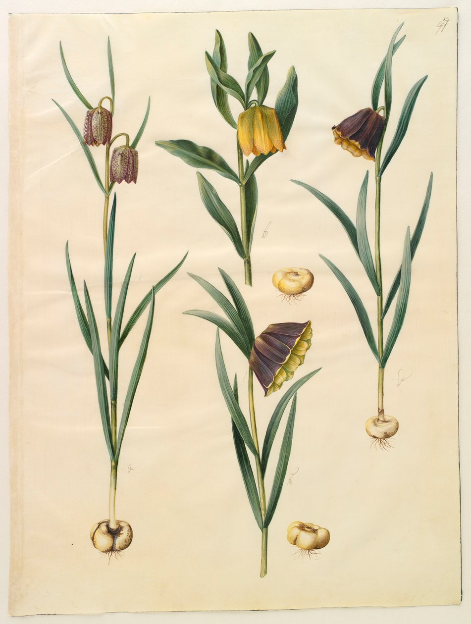 Fritillaria meleagris fra albumet Gottorf Codex, ca. 1650 (gouache på pergament) av Hans Simon Holtzbecher