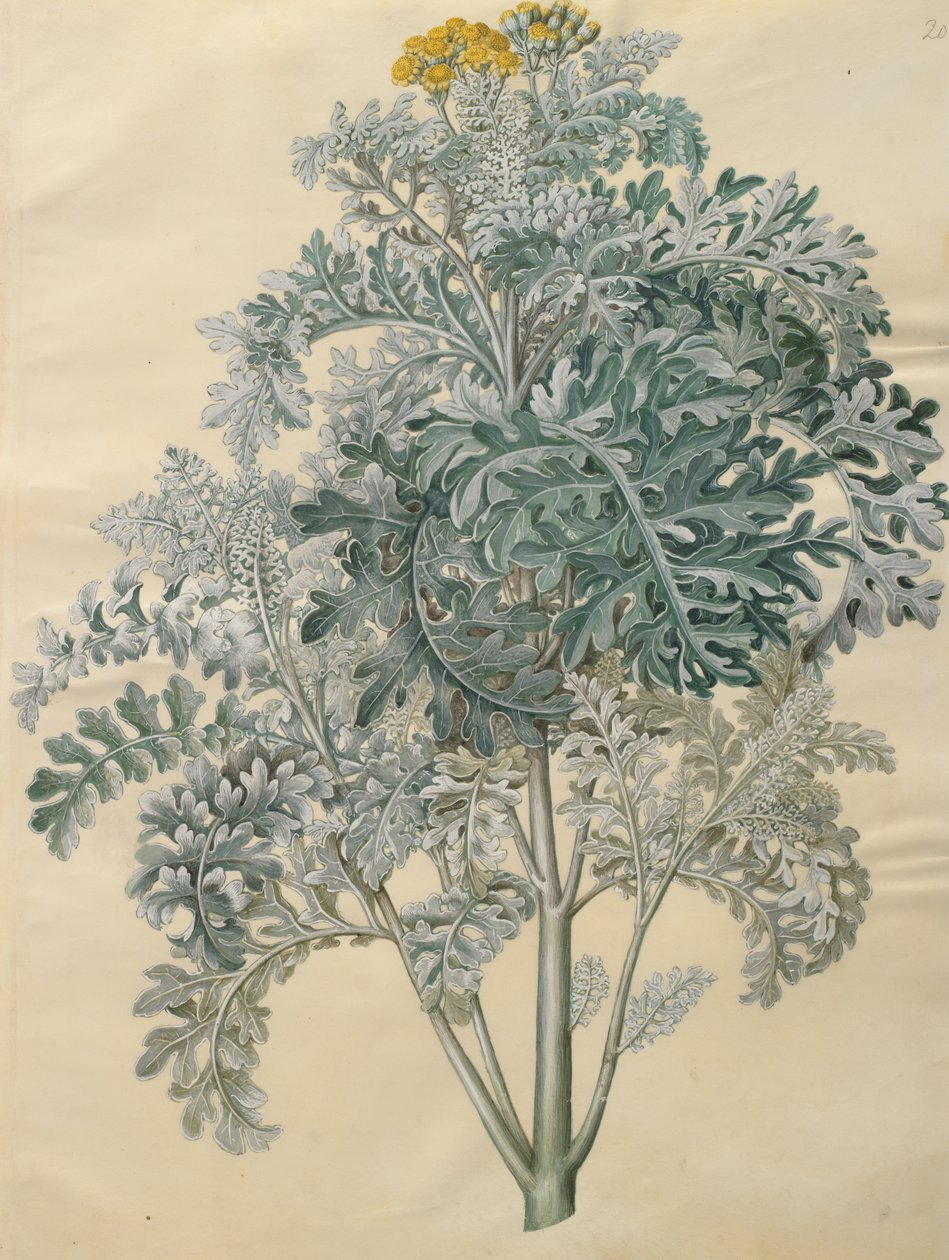 Jacobaea maritima fra albumet Gottorfer Codex, ca. 1650 (gouache på pergament) av Hans Simon Holtzbecher