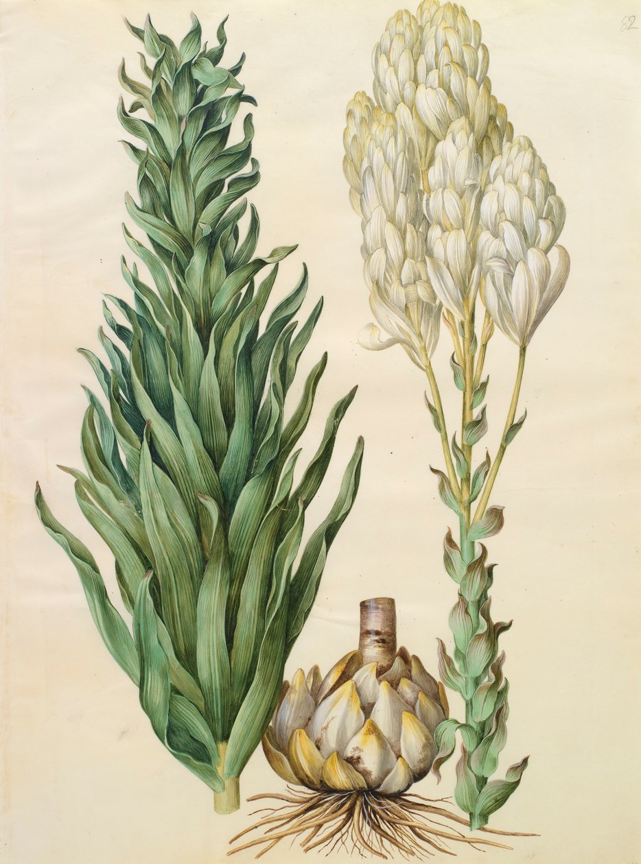 Lilium candidum monstrosum fra albumet Gottorfer Codex, ca. 1650 (gouache på pergament) av Hans Simon Holtzbecher