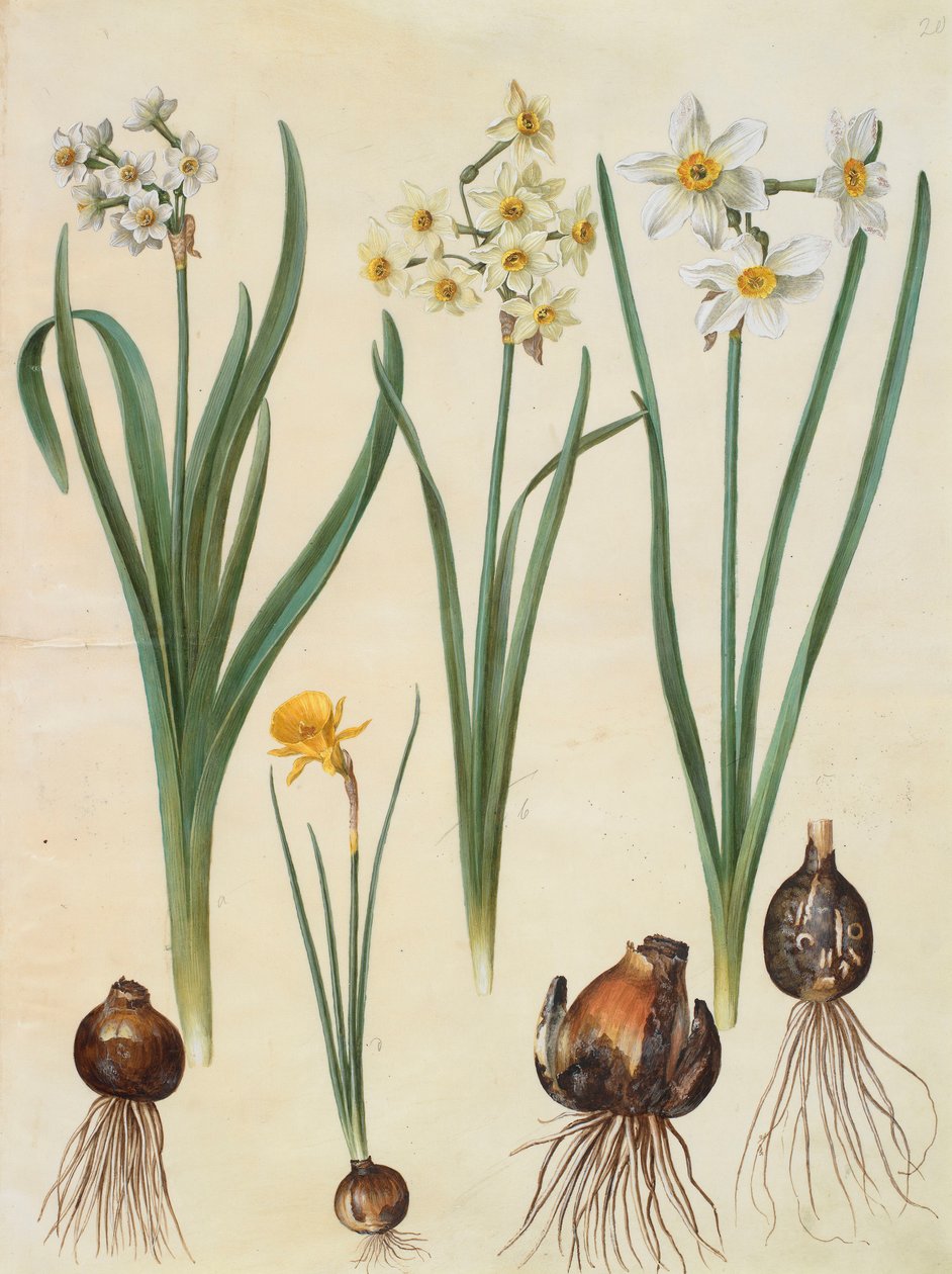 Narcissus tazetta, narcissus orientalis og corbularia bulbocodium fra albumet Gottorfer Codex, ca. 1650 (gouache på pergament) av Hans Simon Holtzbecher