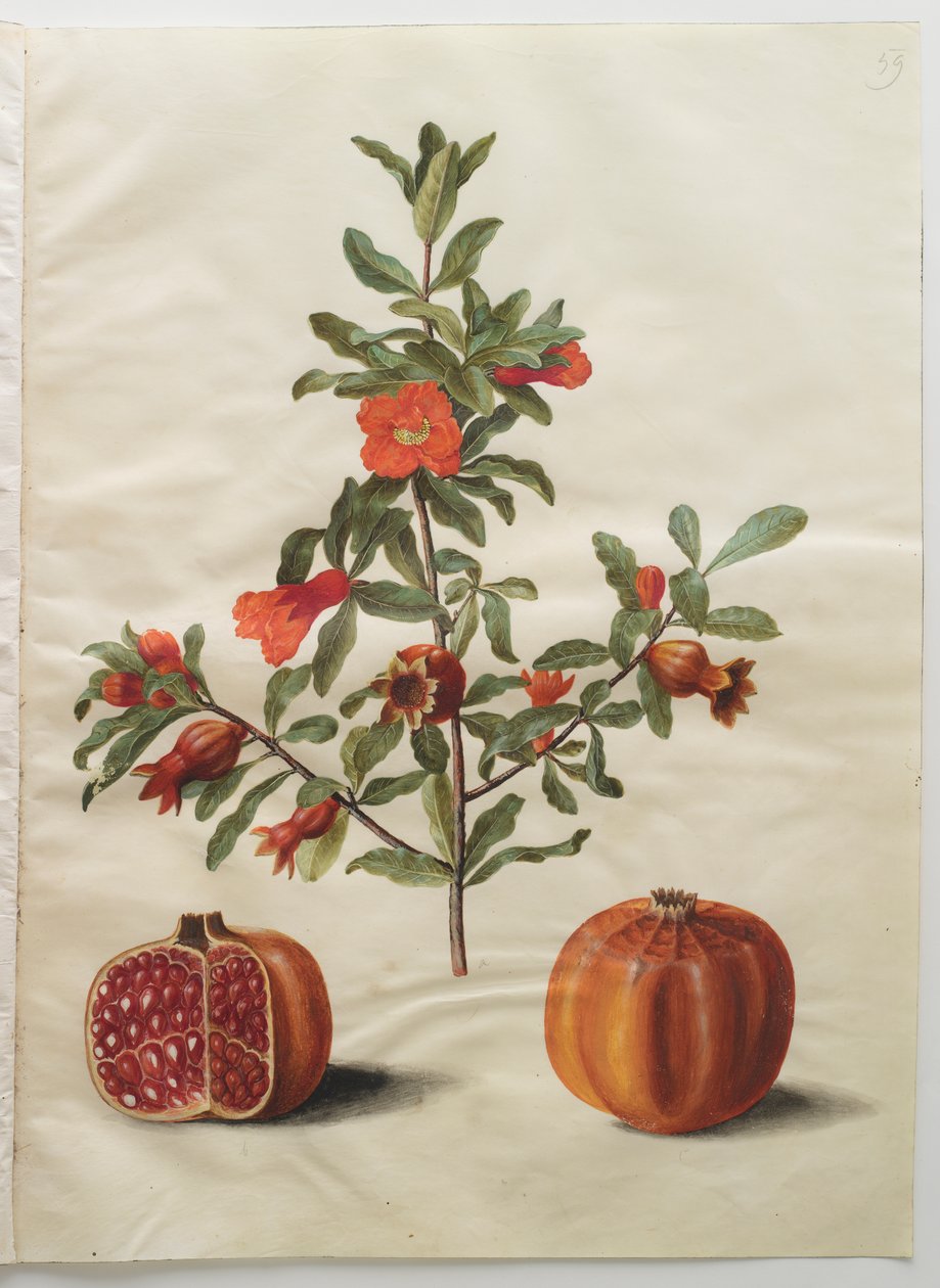 Punica granatum fra albumet Gottorfer Codex, ca. 1650 (gouache på pergament) av Hans Simon Holtzbecher