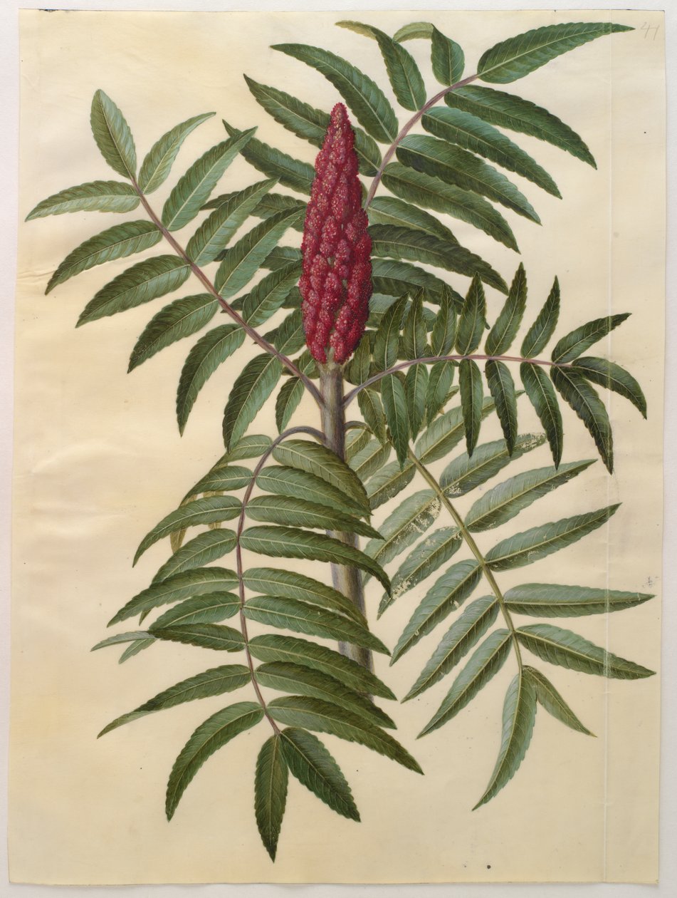 Rhus typhina fra albumet Gottorfer Codex, ca. 1650 (gouache på pergament) av Hans Simon Holtzbecher