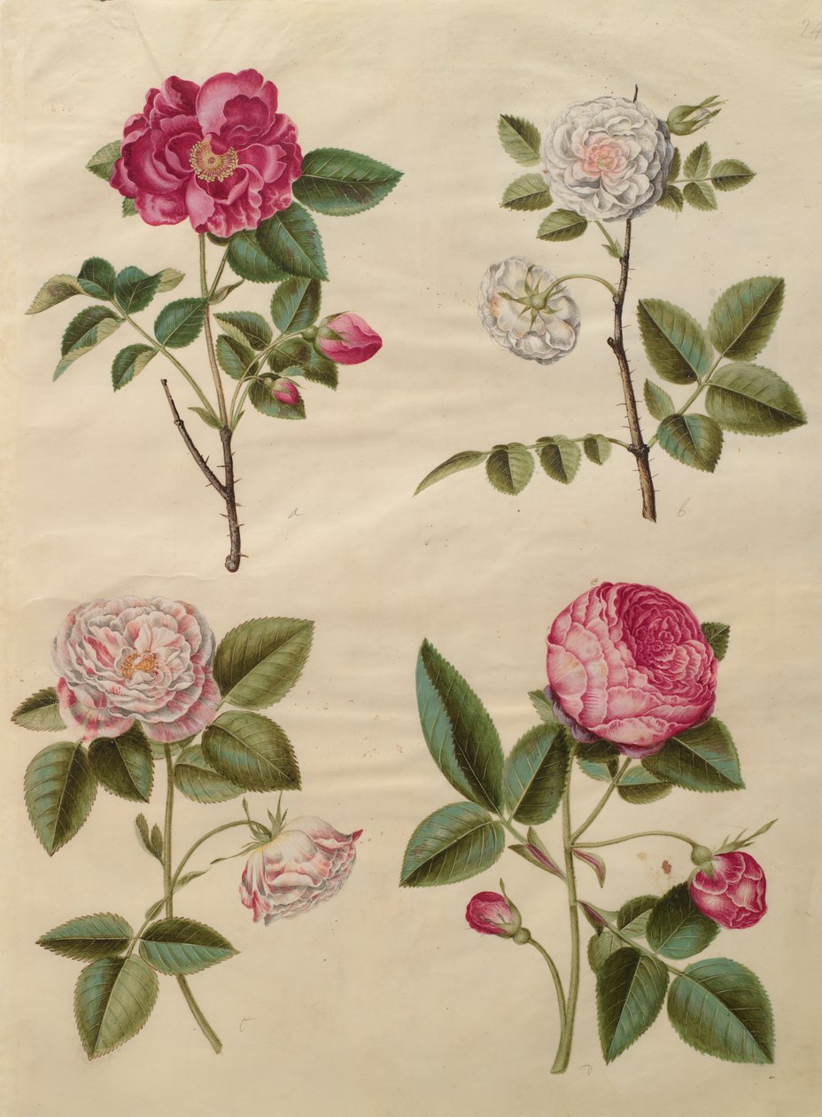 Rosa gallica fra albumet Gottorfer Codex, ca. 1650 (gouache på pergament) av Hans Simon Holtzbecher