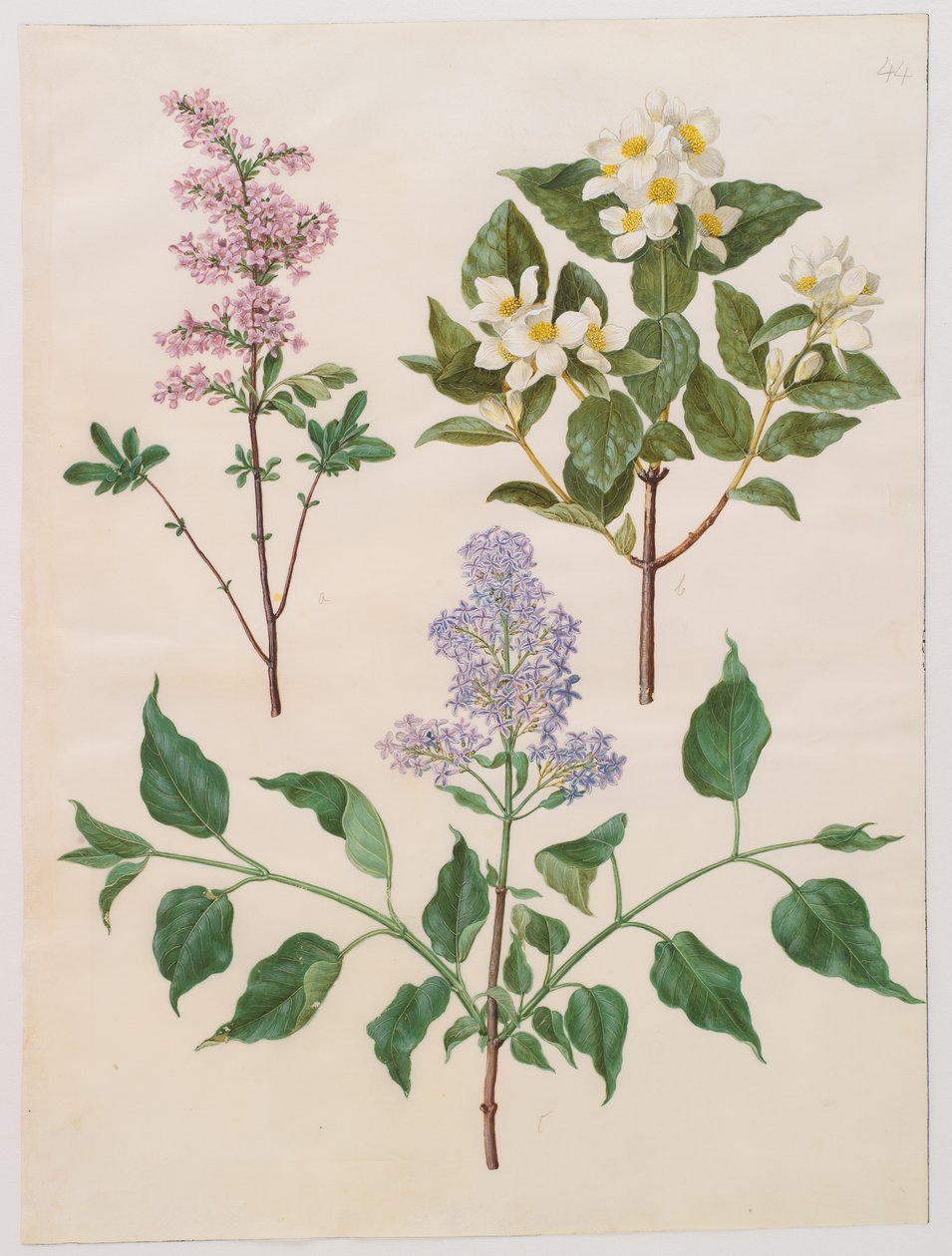 Syringa persica, philadelphus coronarius og syringa vulgaris fra albumet Gottorfer Codex, ca. 1650 (gouache på pergament) av Hans Simon Holtzbecher
