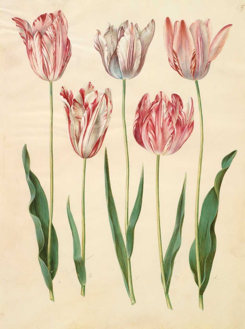 Tulipa gesneriana fra albumet Gottorfer Codex, ca. 1650 (gouache på pergament) av Hans Simon Holtzbecher