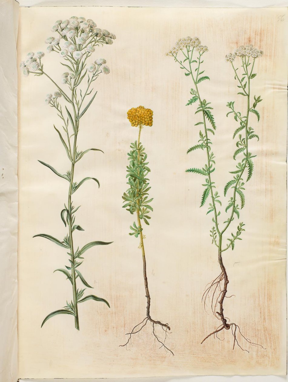 Achillea ptarmica (sølvknapp ryllik); Achillea ageratum (balsamryllik); Achillea millefolium (vanlig ryllik) av Hans Simon Holtzbecker