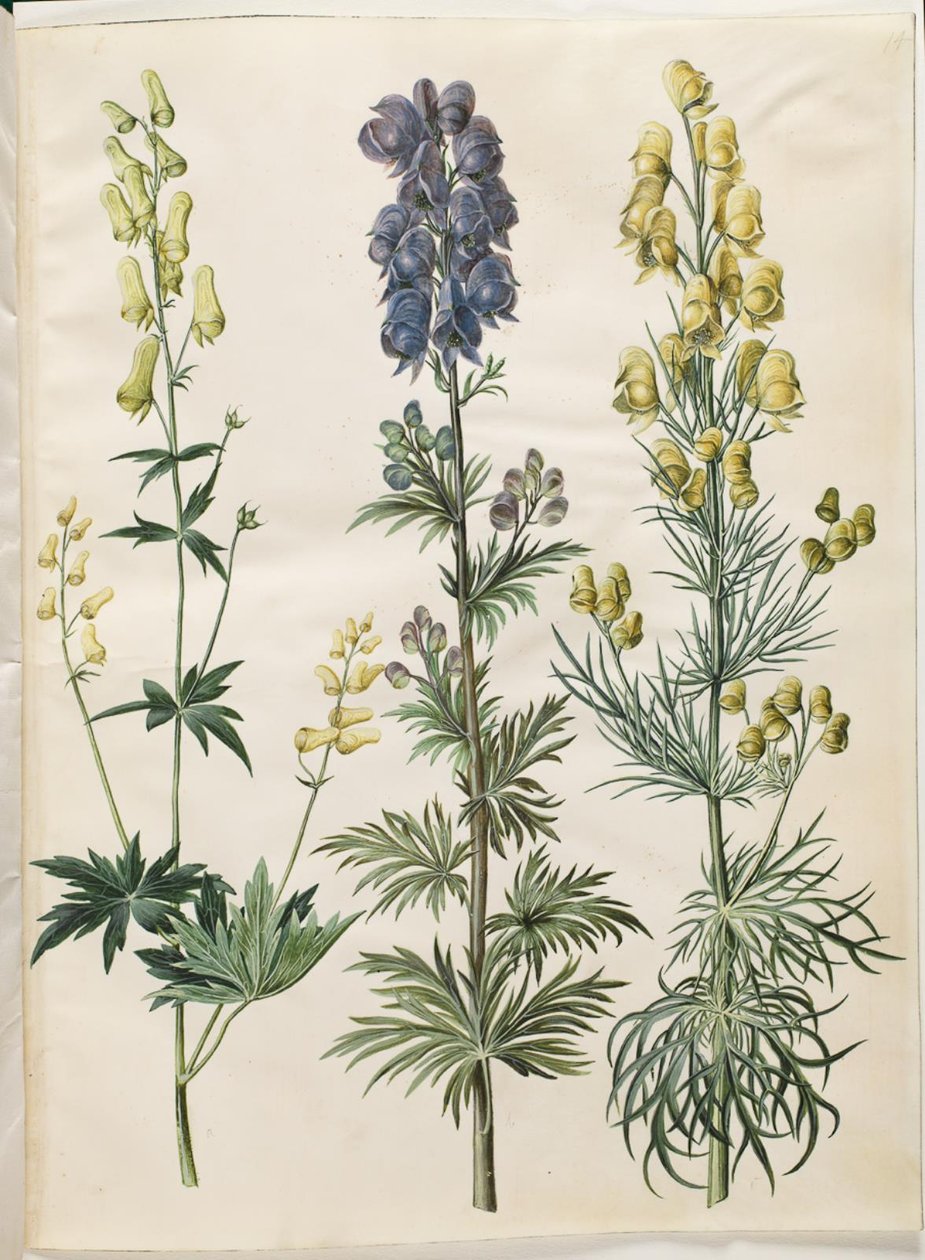 Aconite lycoctonum (nordisk stormhatt); Aconite napellus (Ægte stormhat); Aconite anthora (finbladet stormhatt) av Hans Simon Holtzbecker