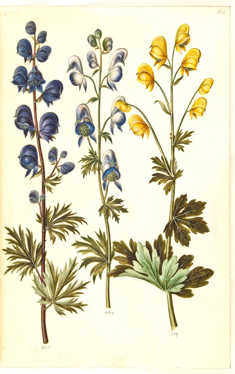 Aconite napellus (?) (Ægte stormhat); Akonitt spraglete, evt. Aconitum ×cammarum (?) (broget stormhat, evt. ha-stormhat); Aconite anthora (finbladet stormhatt) av Hans Simon Holtzbecker