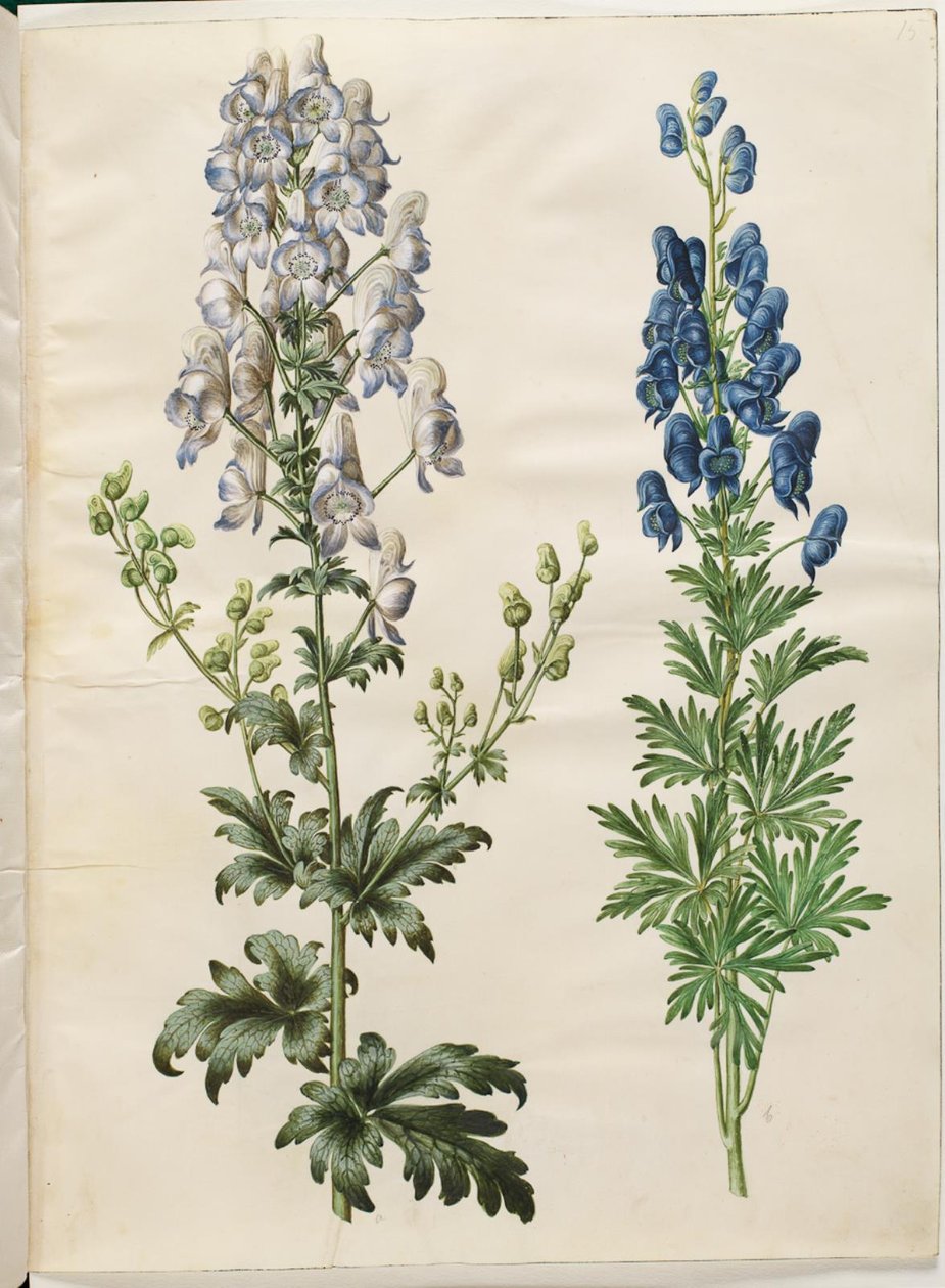 Spraglete akonitt (broget stormhatt); Aconite napellus (ægte stormhatt) av Hans Simon Holtzbecker