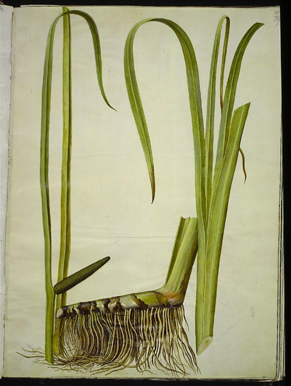 Acorus kalmus (almindelig kalmus) av Hans Simon Holtzbecker