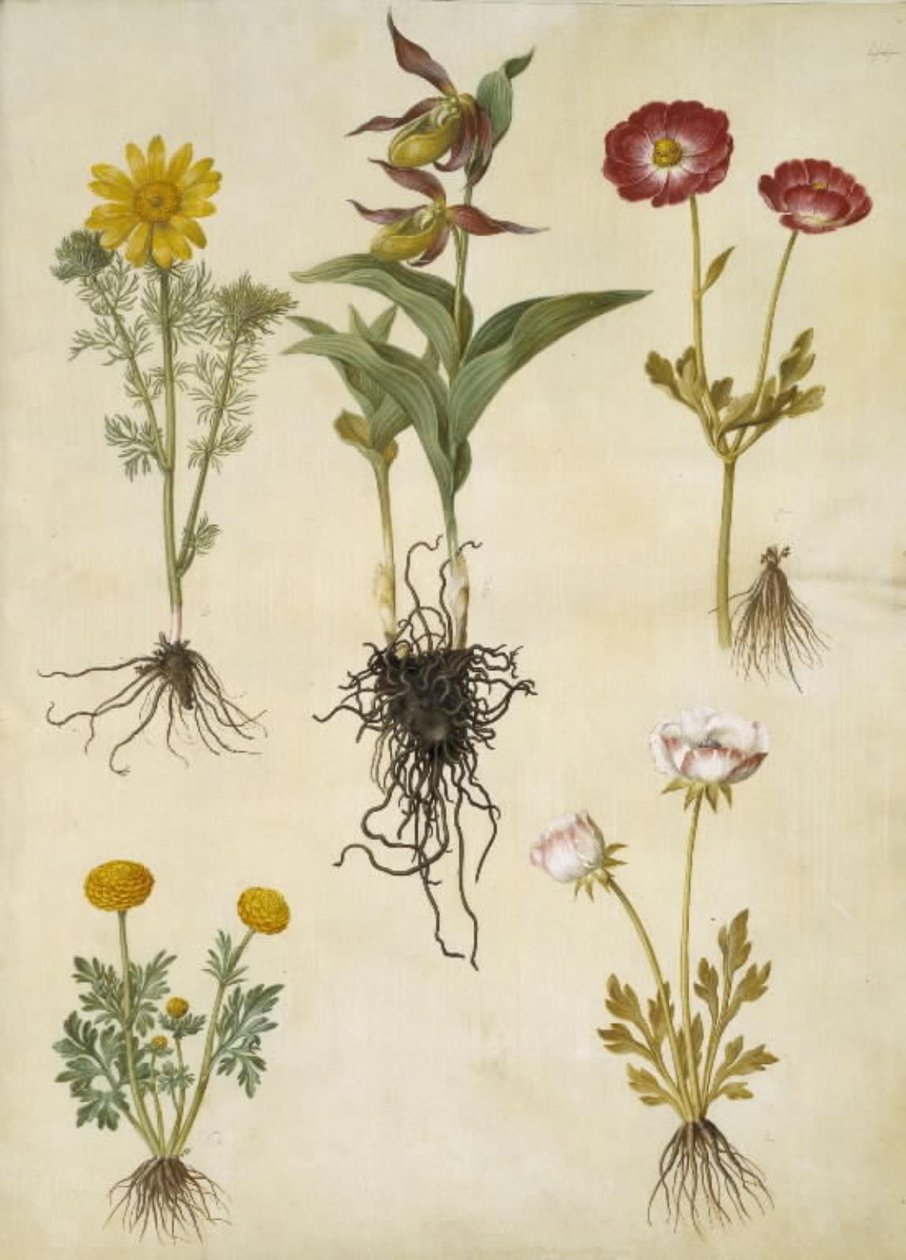 Vernal Adonis (vår-adonis); Cypripedium calceolus (stor fruesko); Asiatisk ranunkel (har-ranunkel); Smørblomst (art af ranunkel) av Hans Simon Holtzbecker