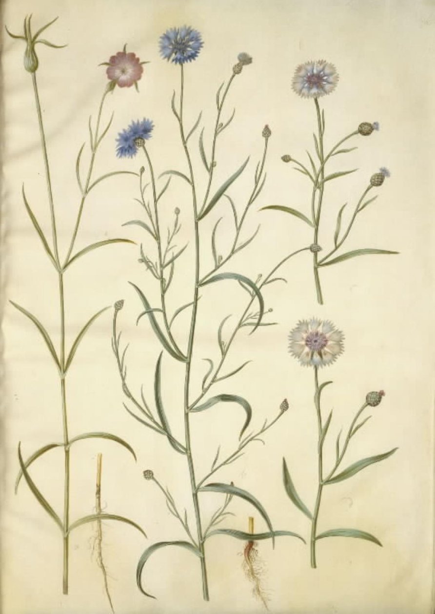 Agrostemma githago (vanlig bergart); Centaurea cyanus (kornblomst) av Hans Simon Holtzbecker