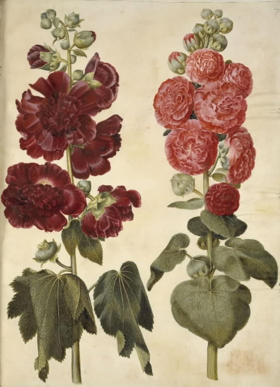 Alcea rosea (har-stokrose) av Hans Simon Holtzbecker