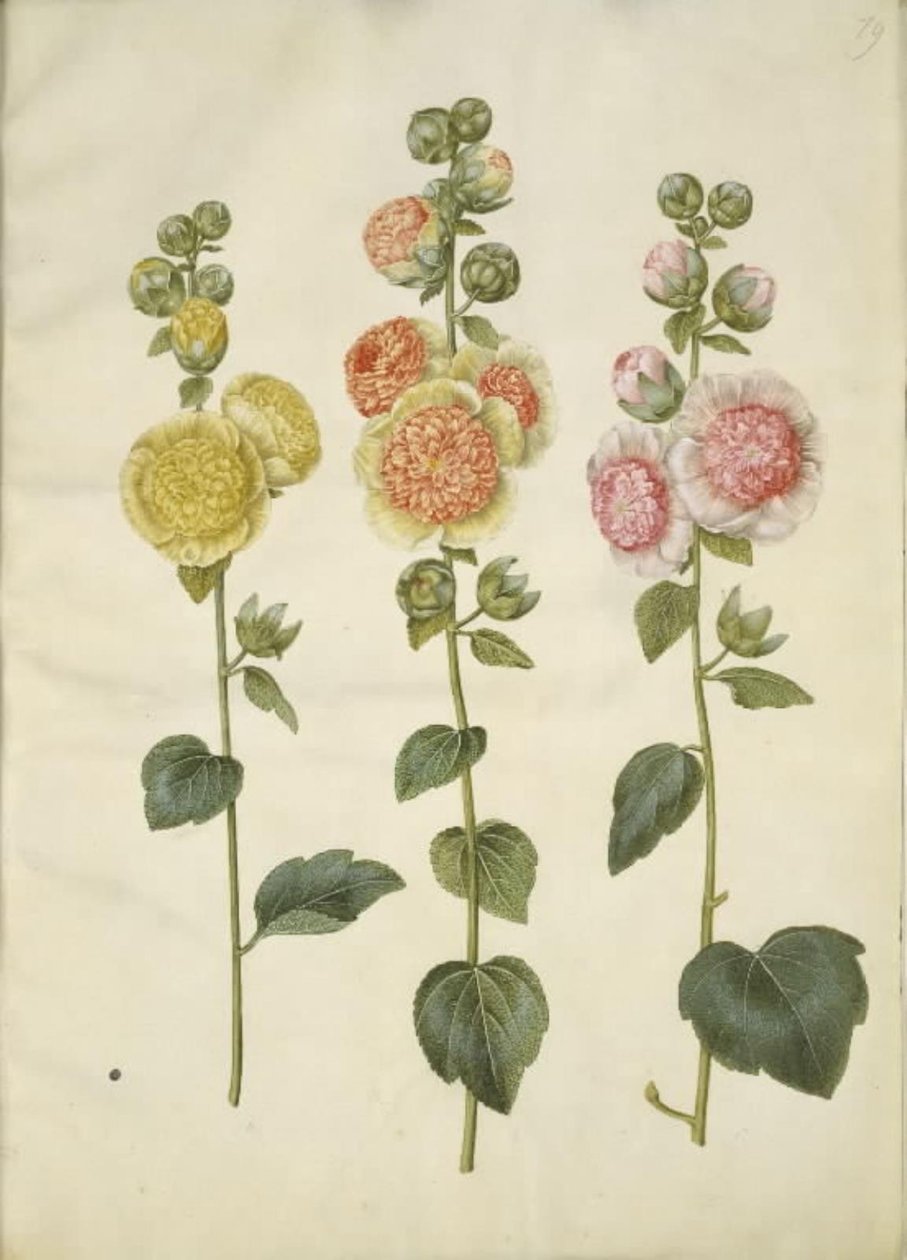 Alcea rosea (har-stokrose) av Hans Simon Holtzbecker