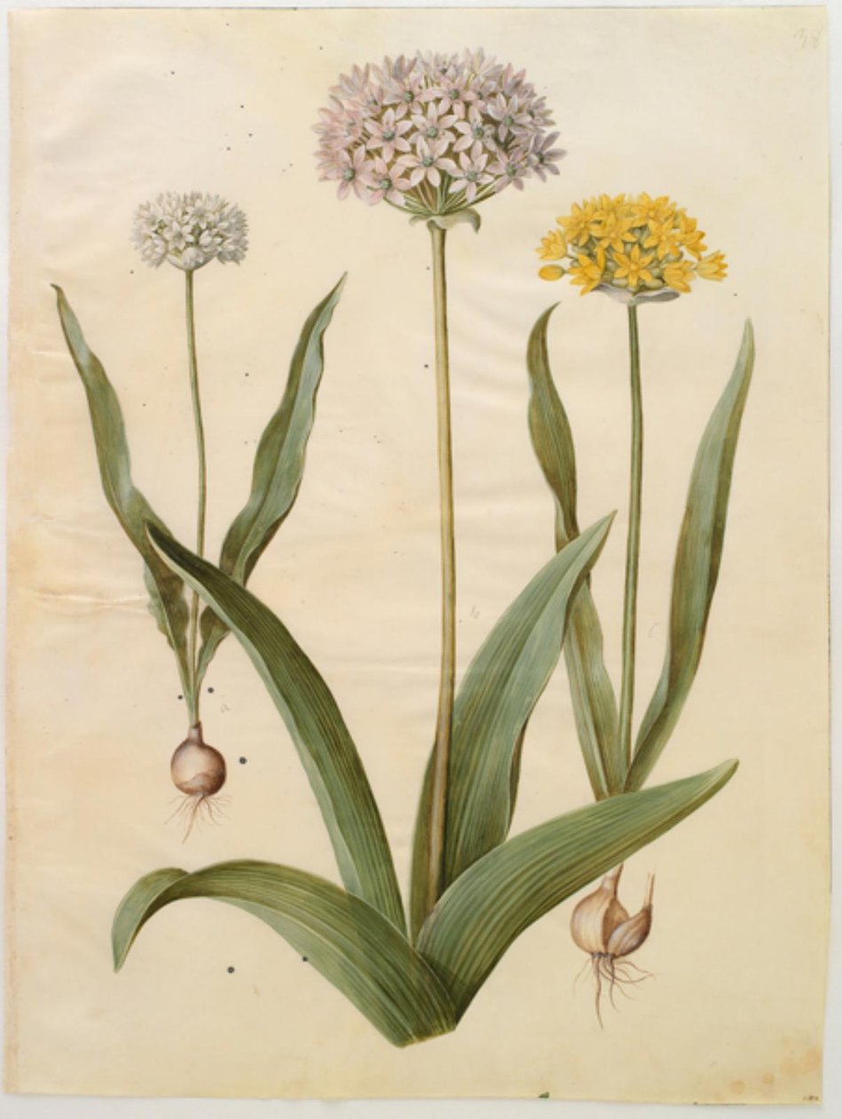 Allium moly (gullløk); Allium nigrum (svart løk) av Hans Simon Holtzbecker