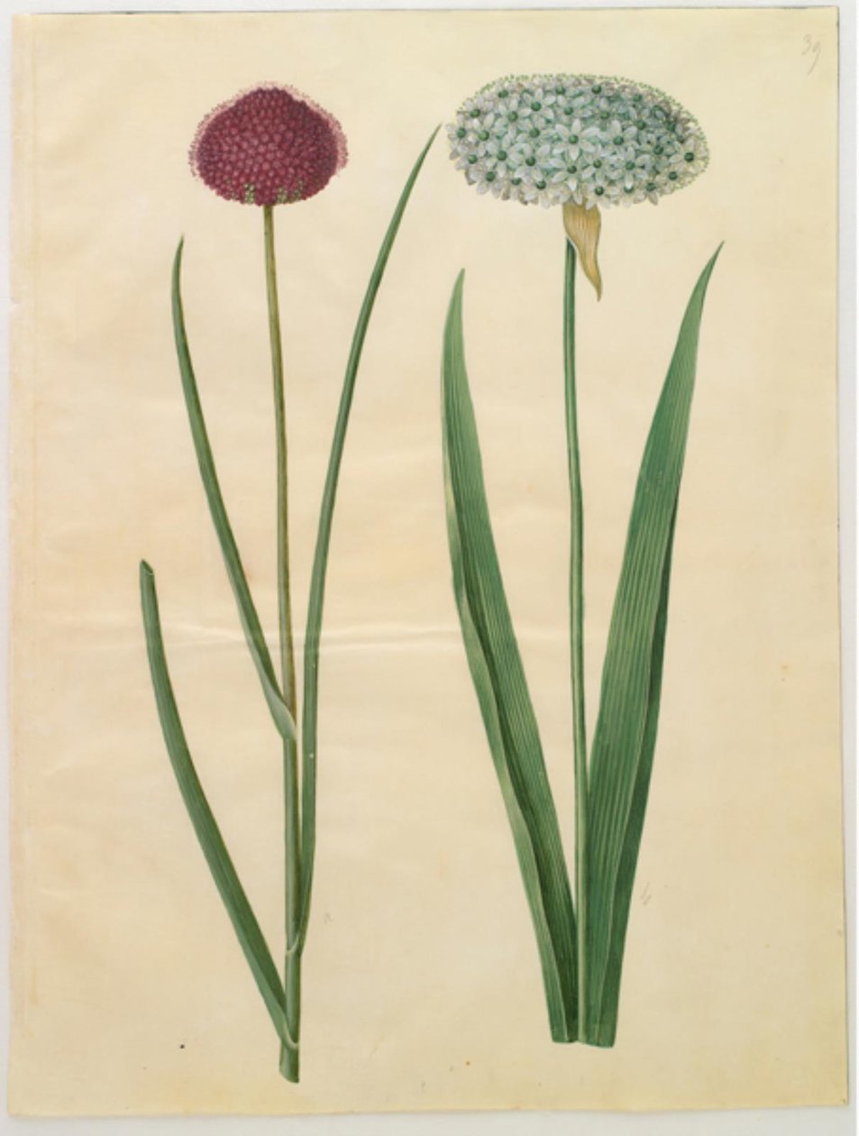 Allium sphaerocephalon (middelhavsløk); Allium nigrum (svart løk) av Hans Simon Holtzbecker