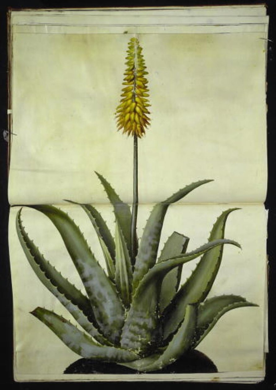 Aloe vera (medisinsk aloe) av Hans Simon Holtzbecker