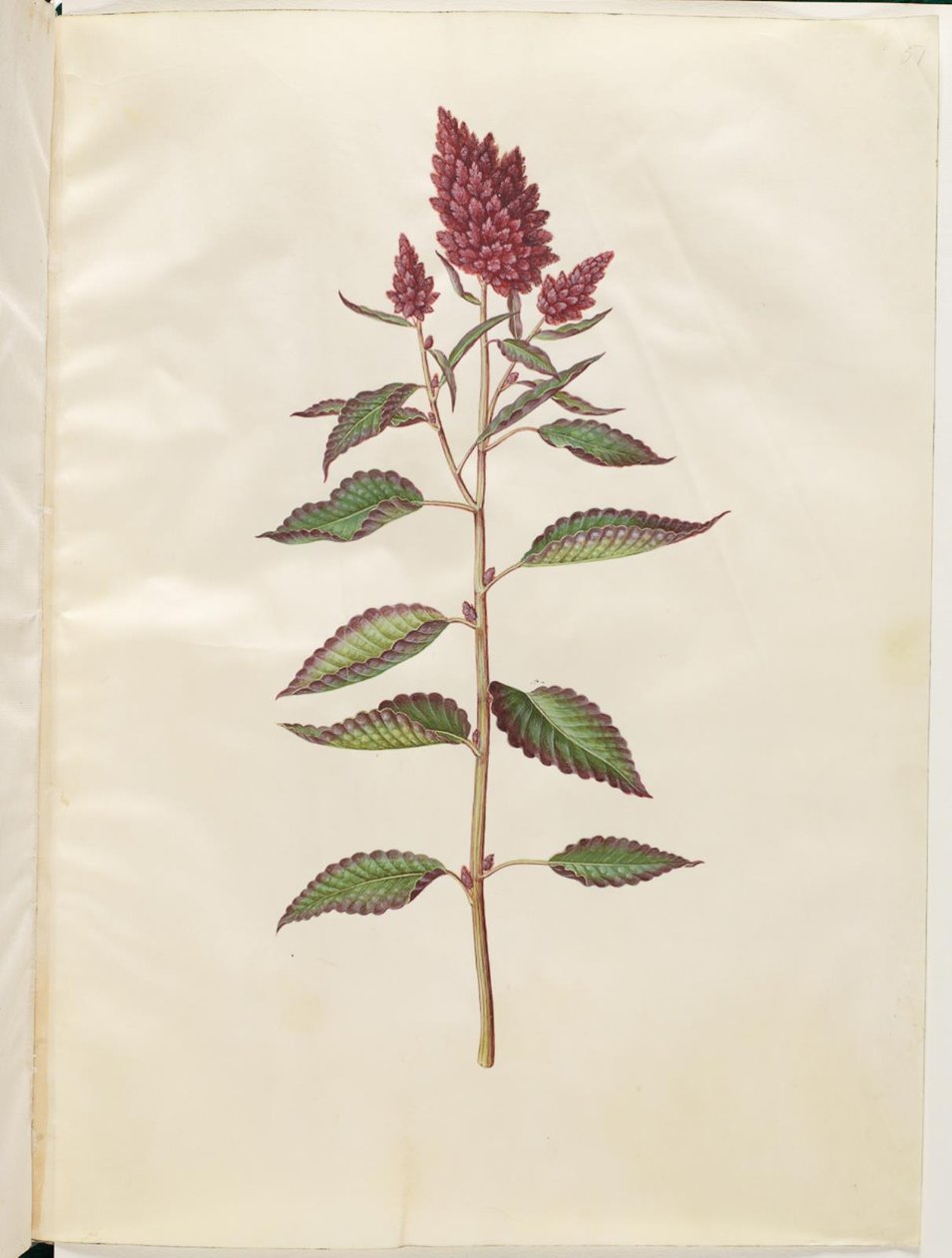 Blod amaranth (rød amaranth) av Hans Simon Holtzbecker