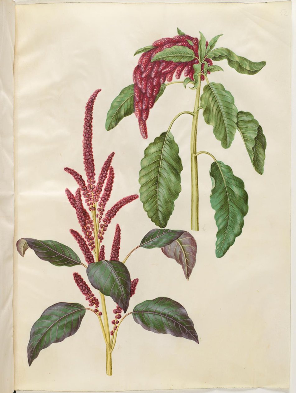 Blodig Amaranthus (rød amarant); Amaranthus caudate (revehale-amarant) av Hans Simon Holtzbecker