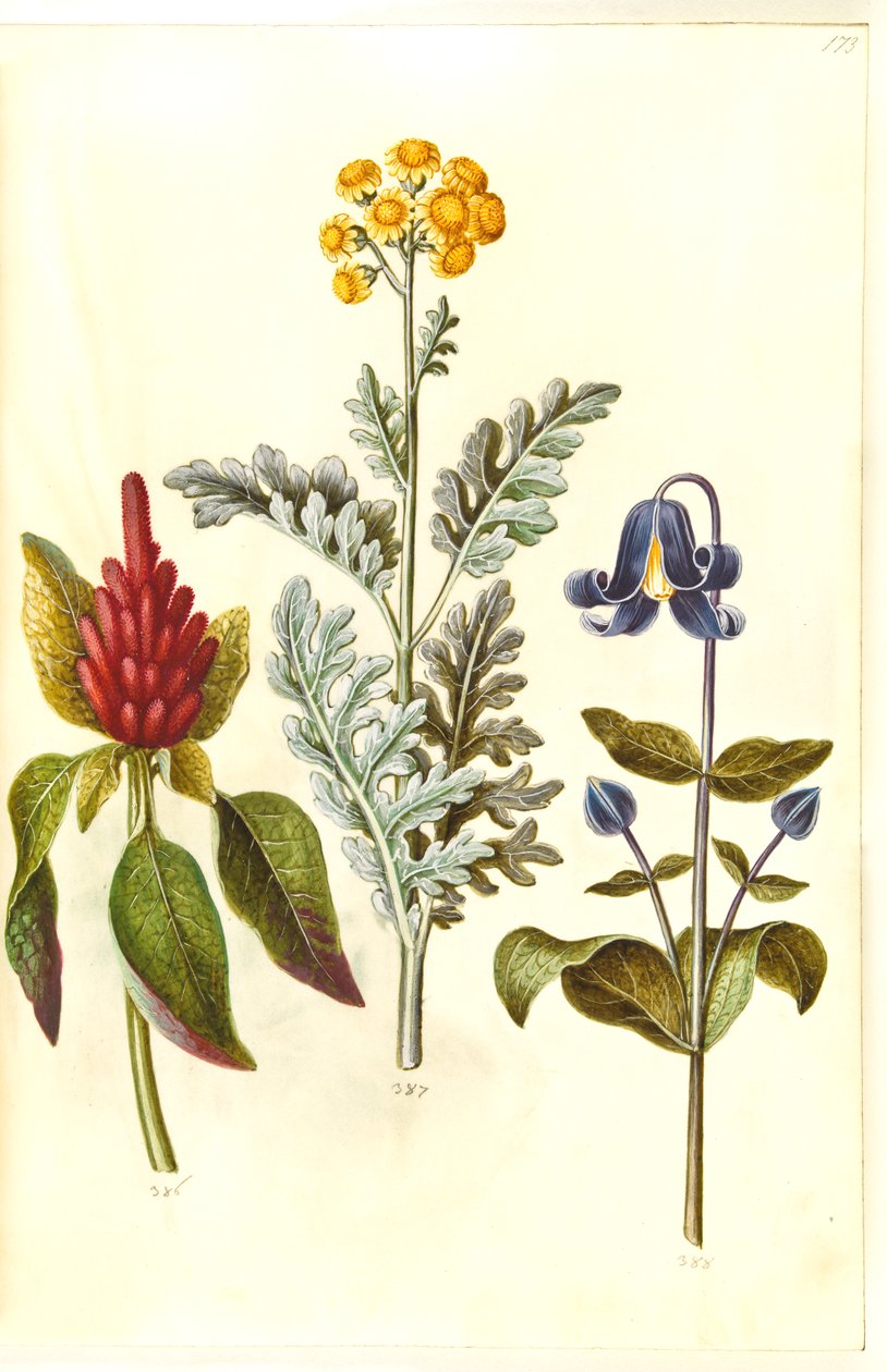 Blodig Amaranthus (rød amarant); Jacobea maritima (gråblad); Clematis integrifolia (blå staudeklematis) av Hans Simon Holtzbecker